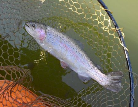 大安トラウトレイク 釣果